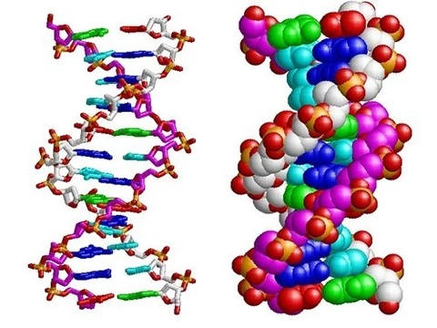 Получены новые данные об упаковке ДНК в ядре
