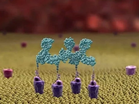 Видео: ученые пометили бактерии молекулярными «маячками»