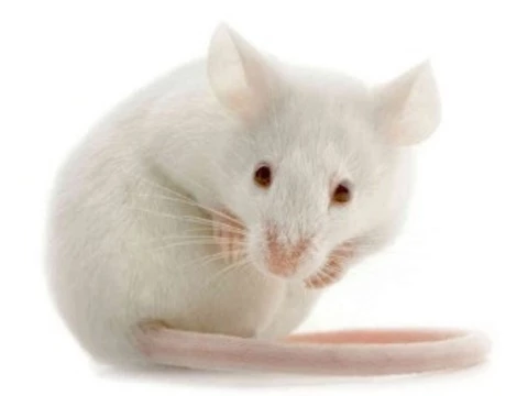 Страдающие прогерией мыши [подтвердили связь старения с окислительным стрессом]