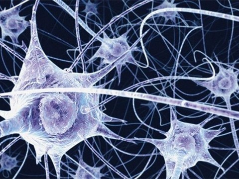 Родители отдали мозг умершего сына-аутиста для исследования