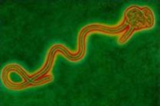 Российские военные создали лекарство от африканского биологического оружия