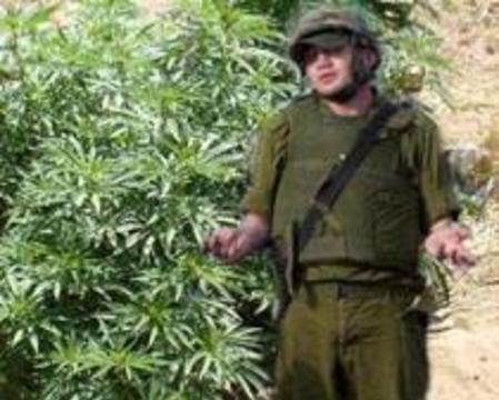 Конопля в армии марихуана семена купить украина