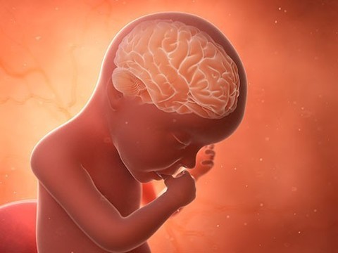 Прием антидепрессантов при беременности меняет мозг ребенка