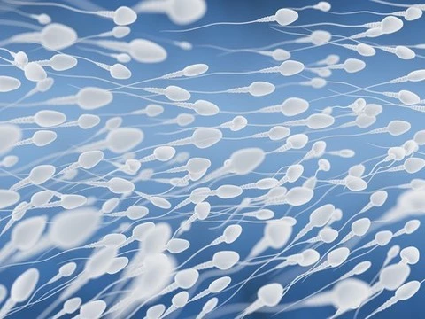Ученые заявили о создании сперматозоидов in vitro