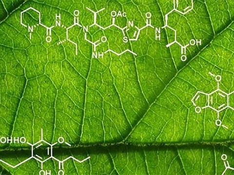 Каротиноиды полезны для мозга пожилых людей