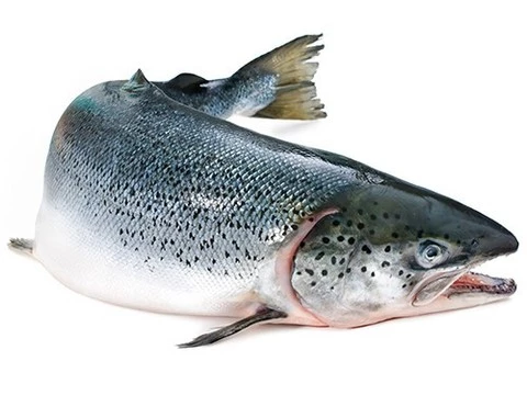 Американцам разрешили употреблять в пищу генно-модифицированную рыбу