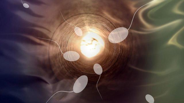 Ученые обнаружили "разборчивость" человеческой яйцеклетки в сперматозоидах