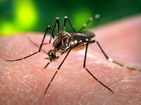 Комаров успешно заразили вольбахией для [борьбы с лихорадкой денге]