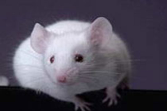 Ученые вывели мышей с [нестареющей печенью]
