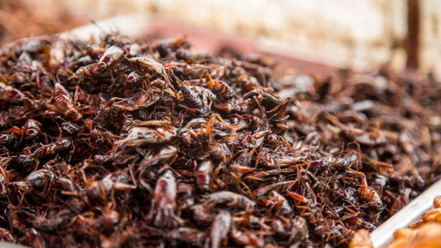 Ученые оценили, как потребление насекомых влияет на здоровье человека