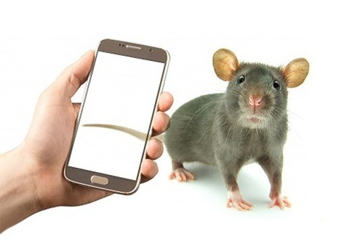 Стоит ли бояться рака от мобильного телефона, если вы не самец крысы?