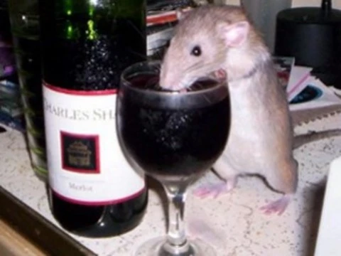 Крыс вылечили от алкоголизма [с помощью иммунодепрессанта]