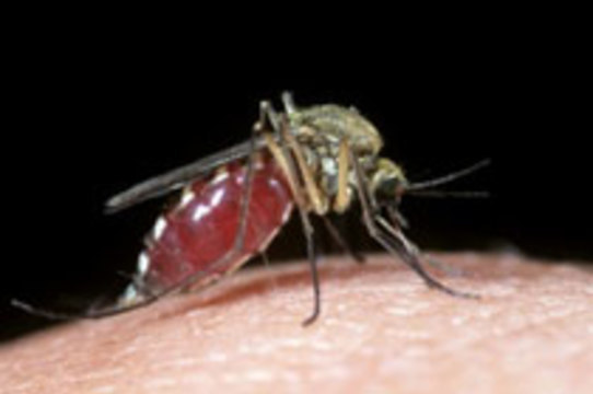 Первая группа крови [защищает от осложнений малярии]