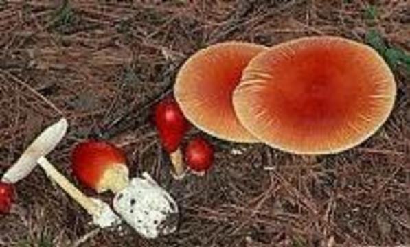 В Воронежской области от отравления грибами умерли 11 человек