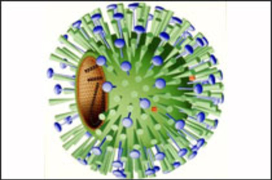 ВОЗ подтверждает [более пяти тысяч случаев заражения гриппом H1N1]