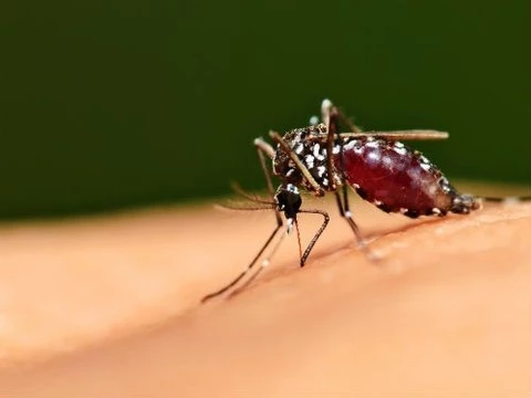 Более 40 тысяч человек на Тайване заразились лихорадкой денге