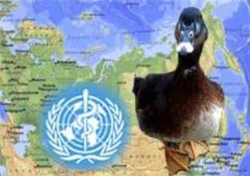 В двух регионах России высока опасность заражения людей "птичьим гриппом"