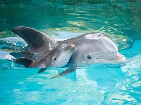 Дельфинихи пропевают будущим детям свое «имя»