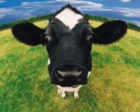 6000 британцев письменно предупредили о носительстве коровьего бешенства