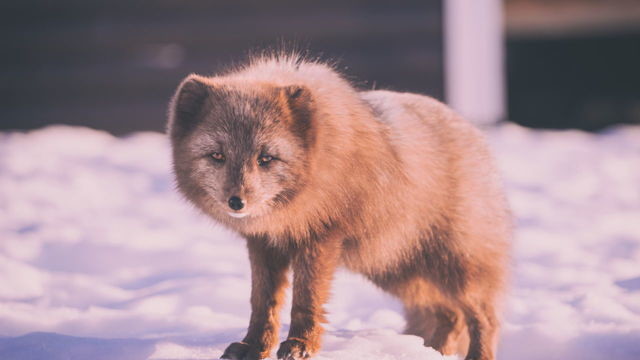 Можно ли вылечить бешенство? Врач рассказал про «Милуокский протокол»