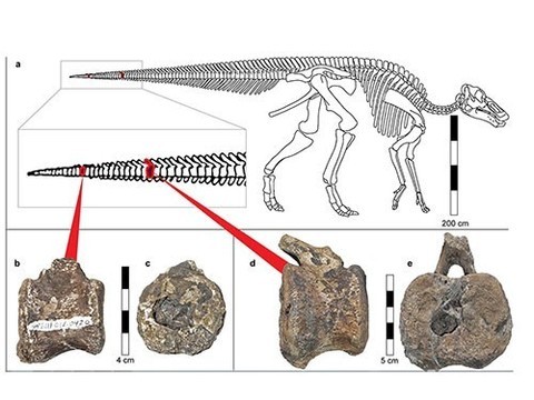 В останках динозавра обнаружили следы болезни, которая встречается до сих пор