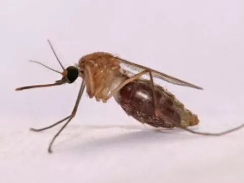 Американские ученые [лишили комаров способности переносить малярию]