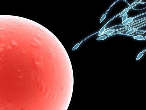 Предложен способ борьбы с одной из форм мужского бесплодия
