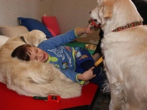 [Для реабилитации детей-инвалидов] будут использовать собак