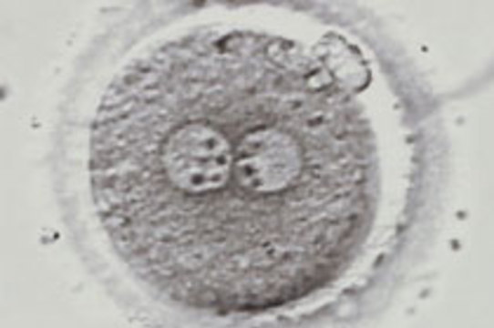 Жизнеспособные эмбрионы с генами трех родителей [пока не созданы]
