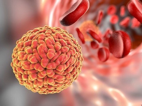 Заражение вирусом Зика опасно и на последних неделях беременности