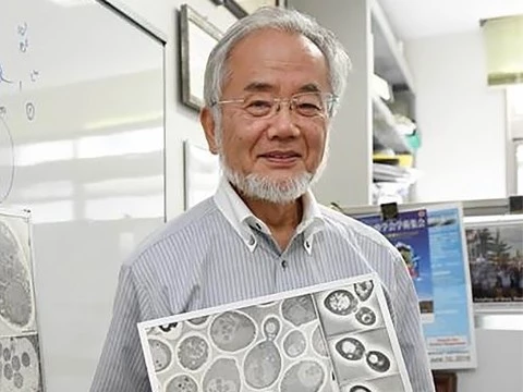 Нобелевскую премию по физиологии и медицине вручили японскому биологу