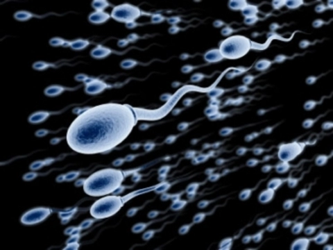 〚 Несколько способов улучшить качество спермы 〛Официальный дистрибьютор Babystart