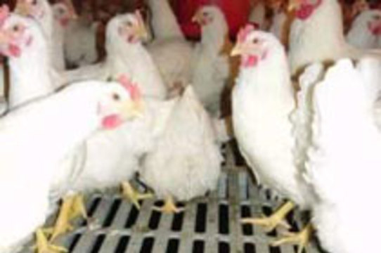 ВОЗ подтвердила наличие очага птичьего гриппа в Ираке