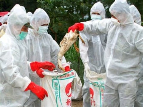 В Китае от «птичьего» гриппа [умер каждый третий заболевший]