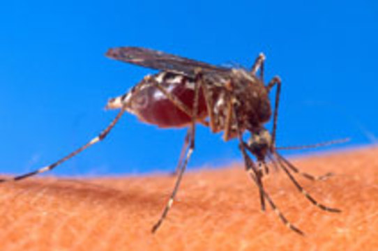 Число заболевших лихорадкой денге в Бразилии [превысило 32 тысячи человек]