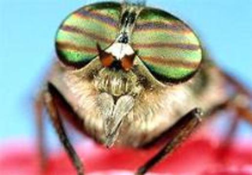 Канадские ученые решили вывести побольше мух