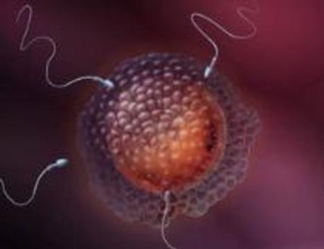 Ученые нашли белок, помогающий сперматозоиду проникнуть в яйцеклетку
