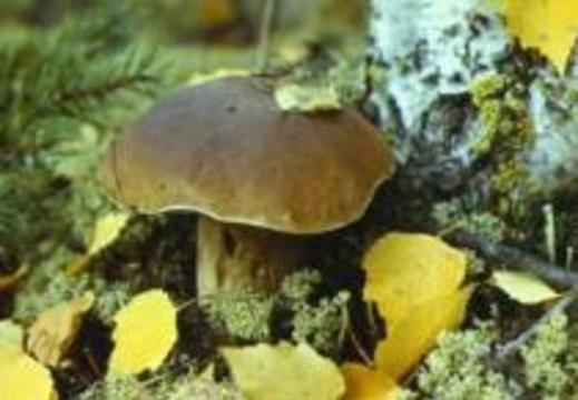 Массовое отравление грибами в Сочи: 14 пострадавших, двое в тяжелом состоянии