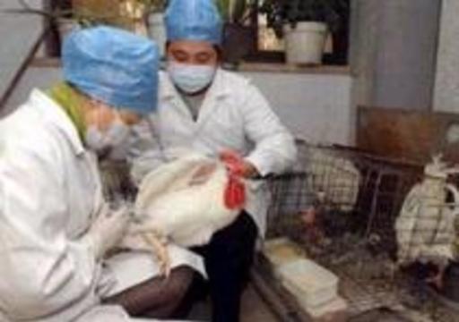 В Таиланде запретили вакцину против "птичьего гриппа"