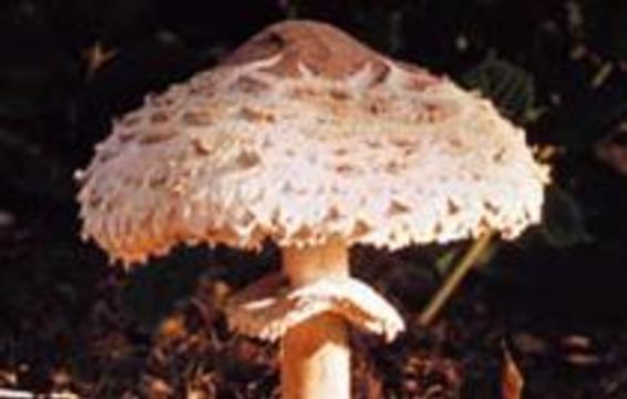 Массовое отравление грибами в Воронежской области
