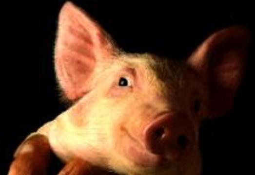 Органы свиней теперь не будут отторгаться человеком