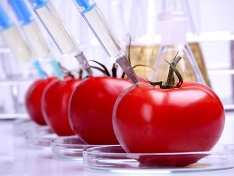 В США официально признали безопасность генетически модифицированных продуктов