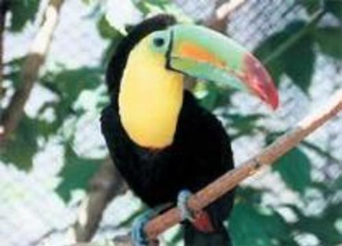 Московский зоопарк готов уничтожить всю птицу из-за птичьего гриппа