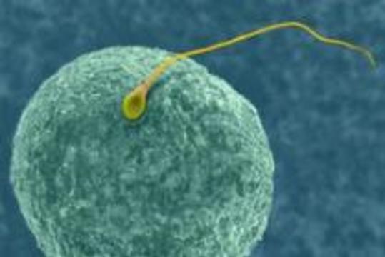 Британцы нашли "моторчик" внутри сперматозоида