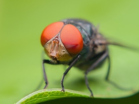 Гены устойчивости к антибиотикам разносят мухи и птицы