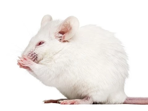 Щитовидная железа, созданная с помощью 3D-биопечати, была успешно пересажена мышам