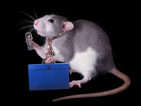 Излучения сотовых телефонов вызывают рак у крыс