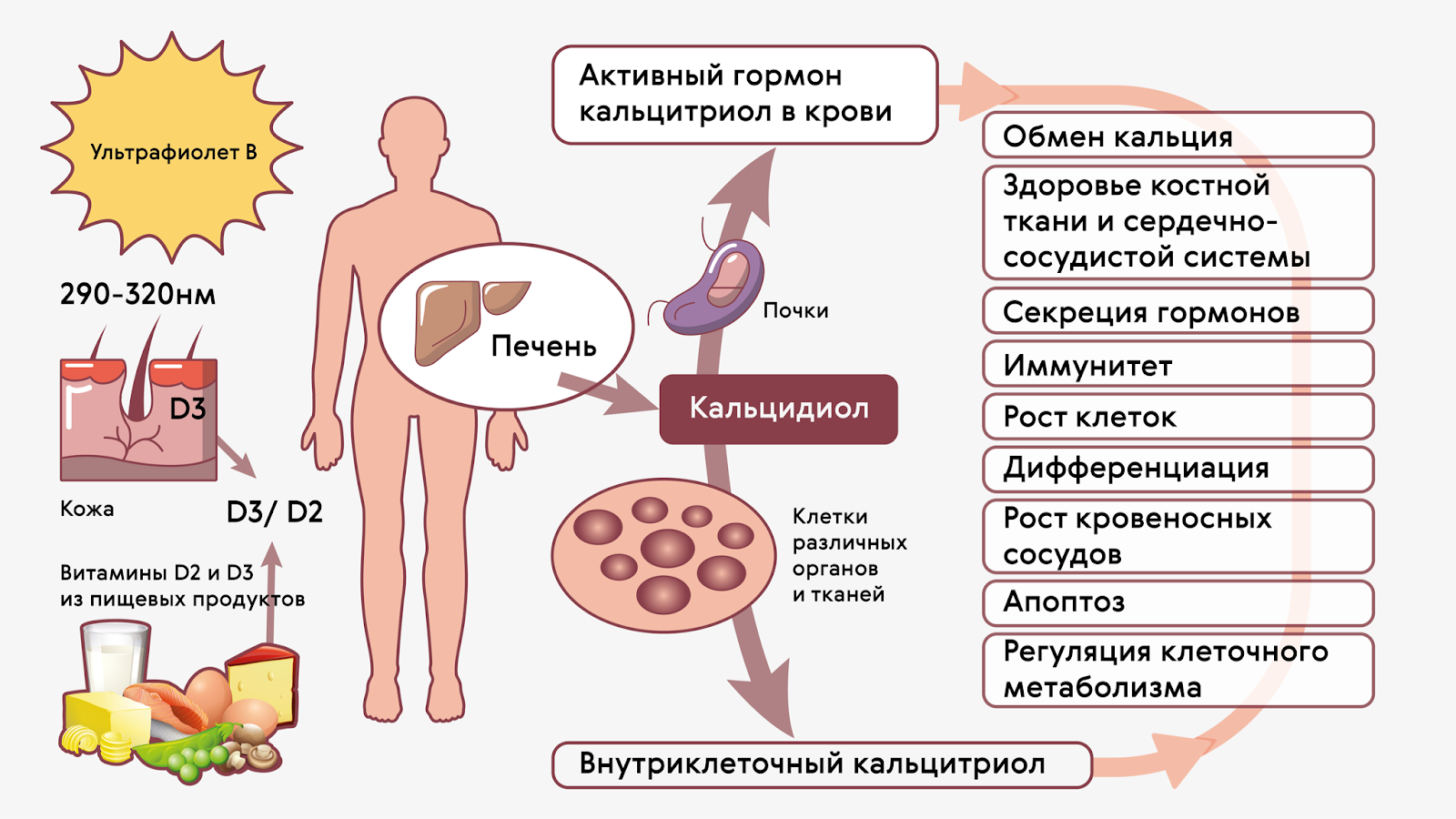 Откуда Берется Кальций В Организме