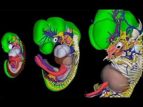 Ученые создали «Интерактивный 3D-атлас эмбриологии человека»