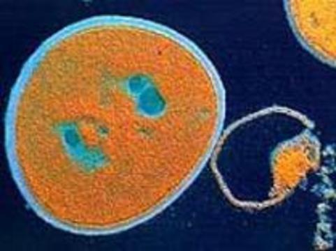 Опасный больничный микроб вышел на волю с помощью животных